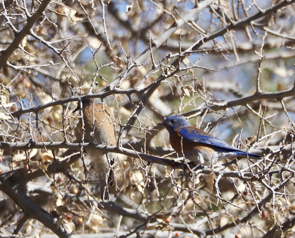 Western Bluebird - ML627802284