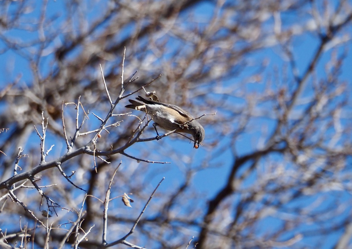 Western Bluebird - ML627802297