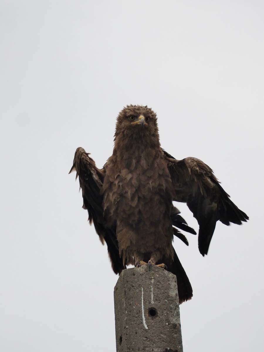 Águila Pomerana - ML627802311