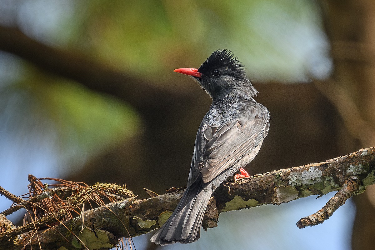 Bulbul Negro - ML627802320