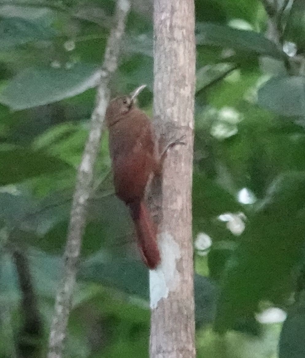 Plain-brown Woodcreeper - ML627802321