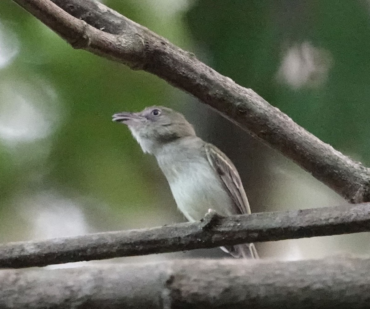 Mosquerito Piquicurvo Sureño - ML627802331