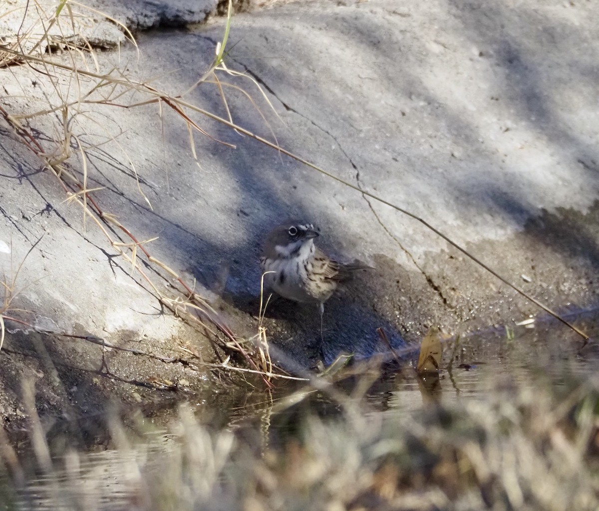 Sagebrush Sparrow - ML627802348