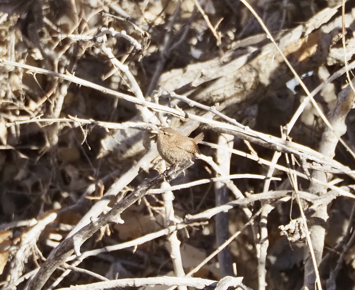 Winter Wren - ML627802364