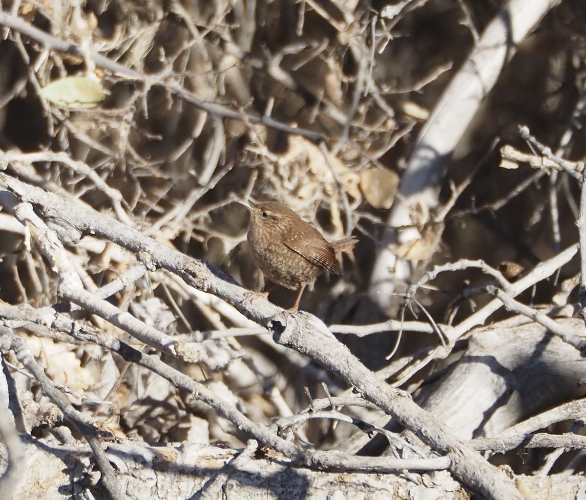 Winter Wren - ML627802368