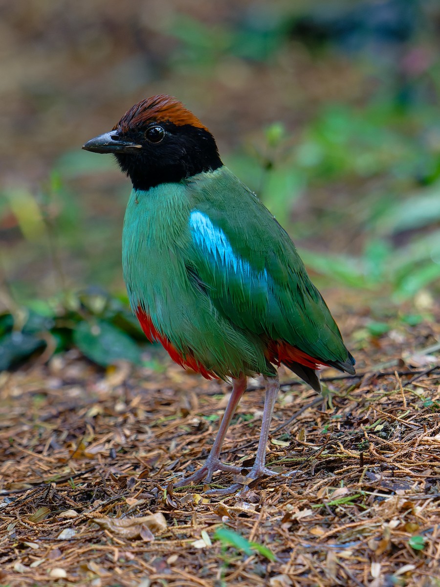 eBird Checklist - 21 Dec 2024 - 327 Tah Ching Rd - 2 species