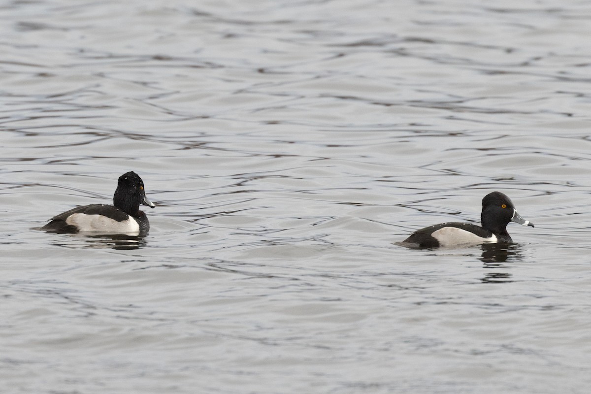 Ring-necked Duck - ML627802402