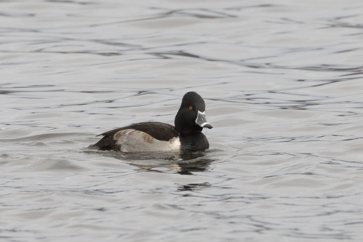 Ring-necked Duck - ML627802406