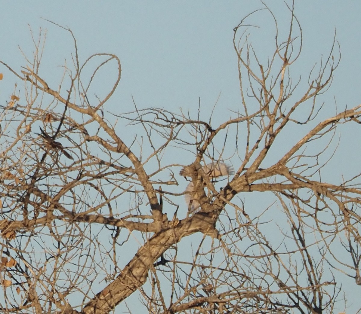 American Robin - ML627802417