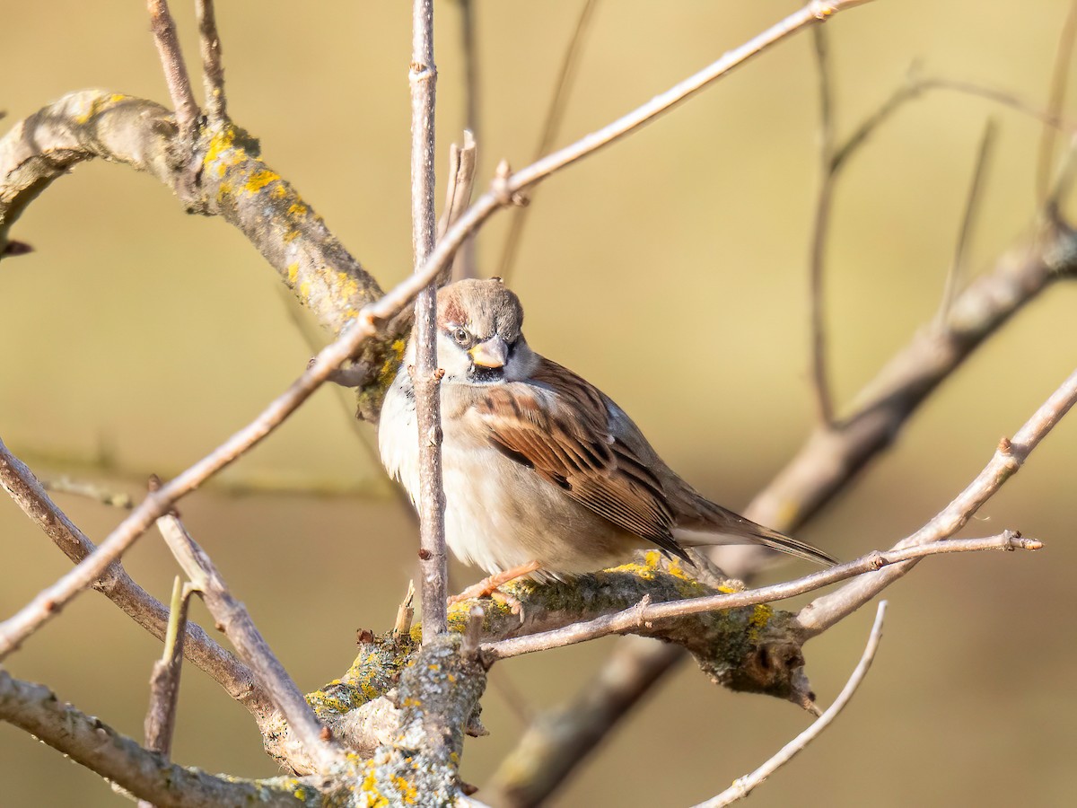 House Sparrow - ML627802455