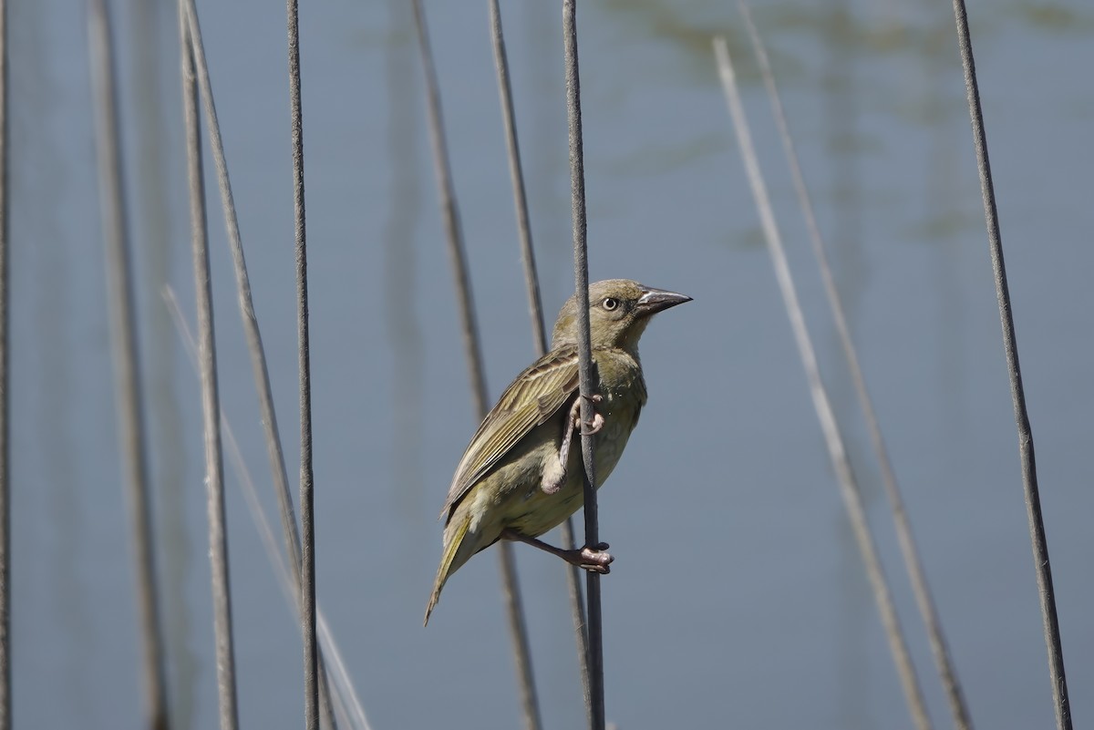 Cape Weaver - ML627802483