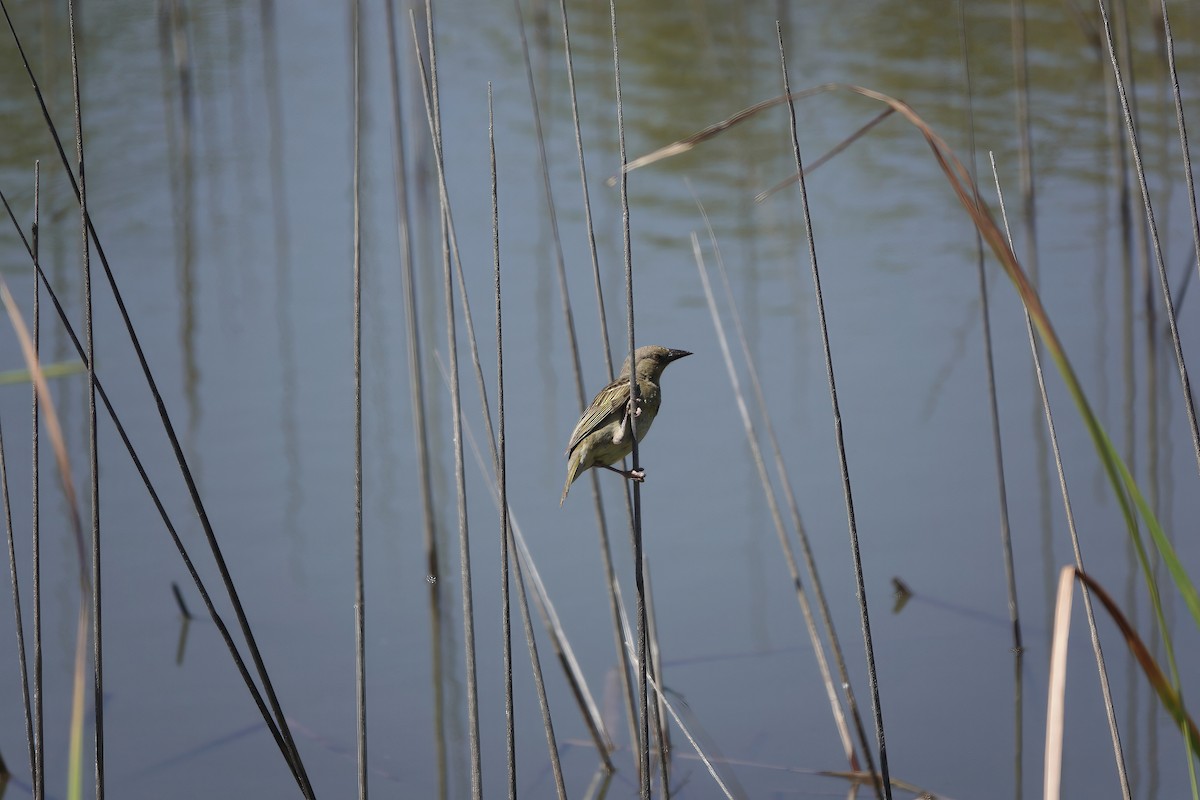 Cape Weaver - ML627802484