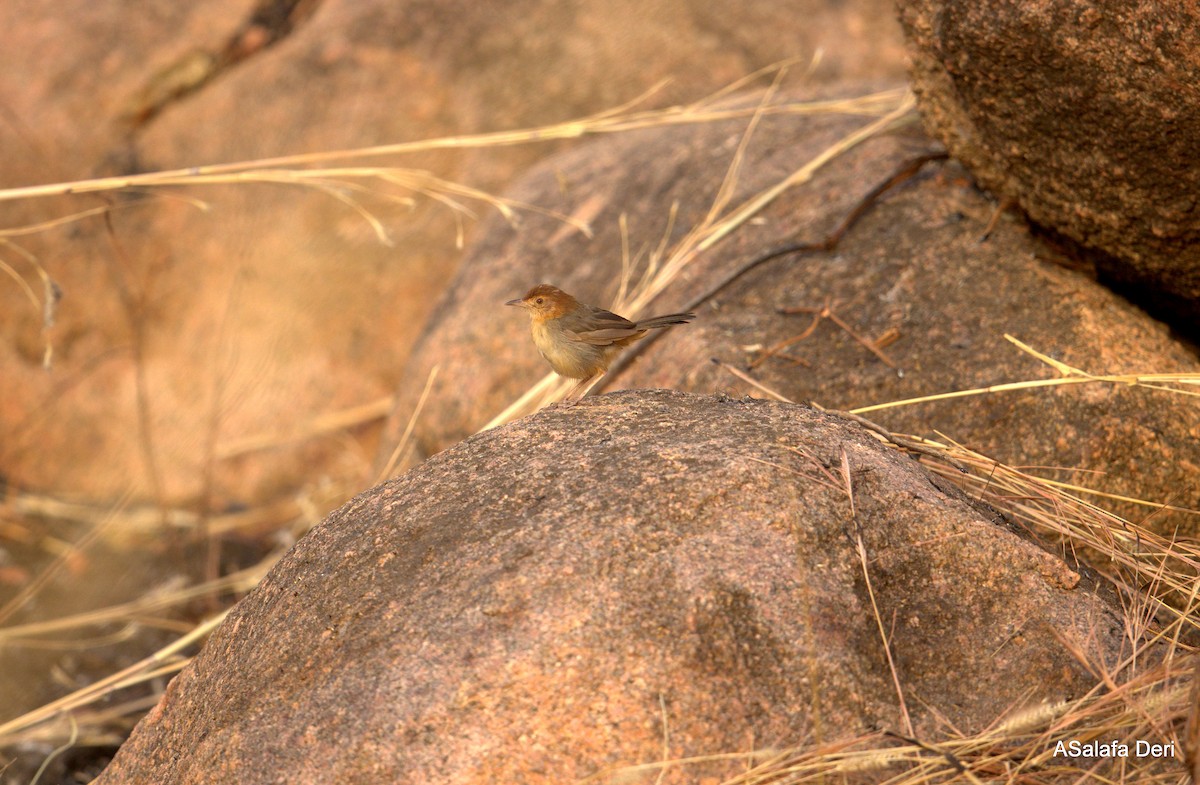 Rock-loving Cisticola (Rock-loving) - ML627802495