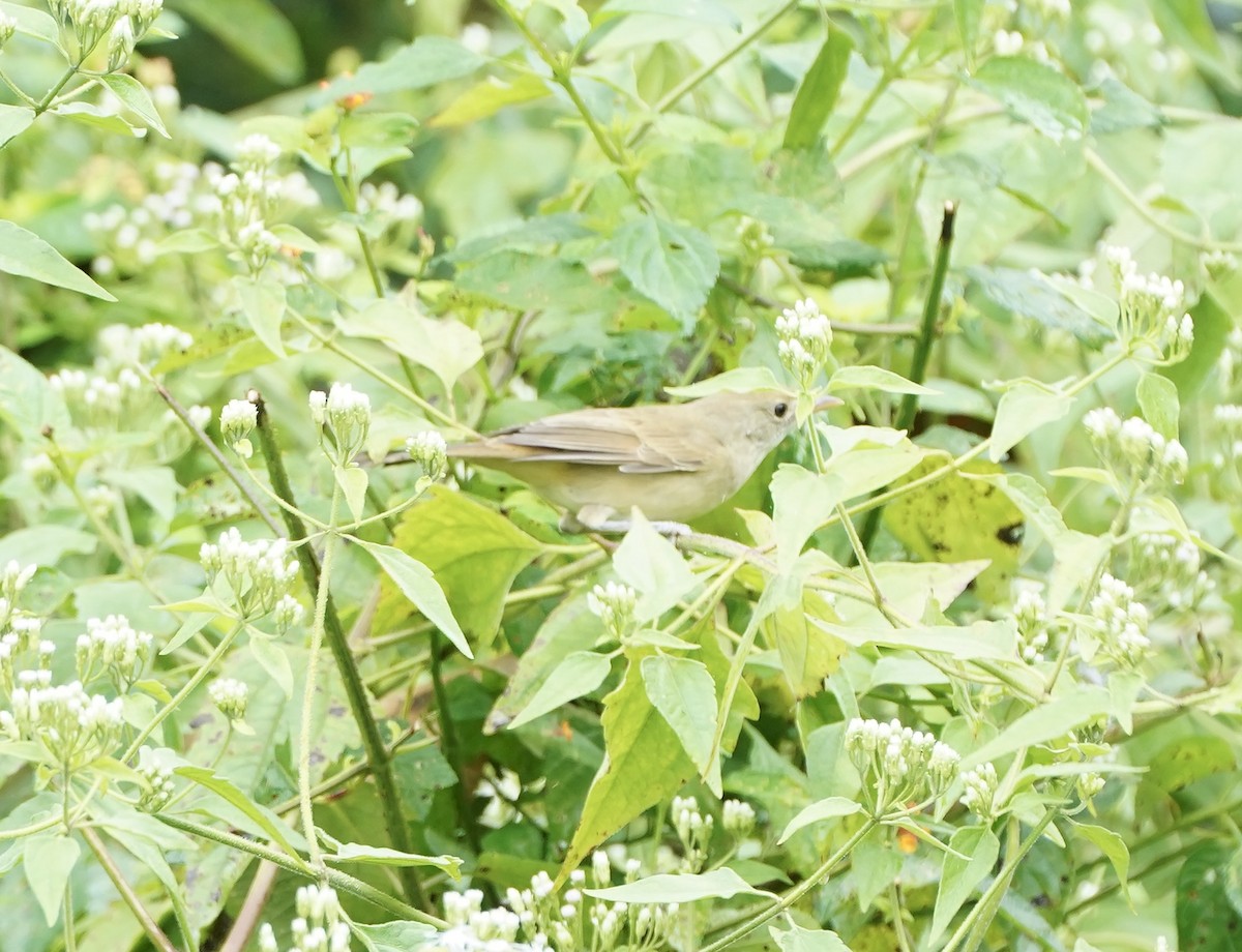 Thick-billed Warbler - ML627802513