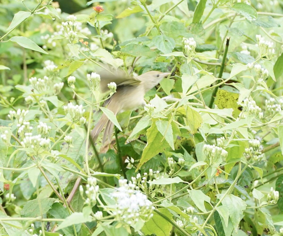 Thick-billed Warbler - ML627802514