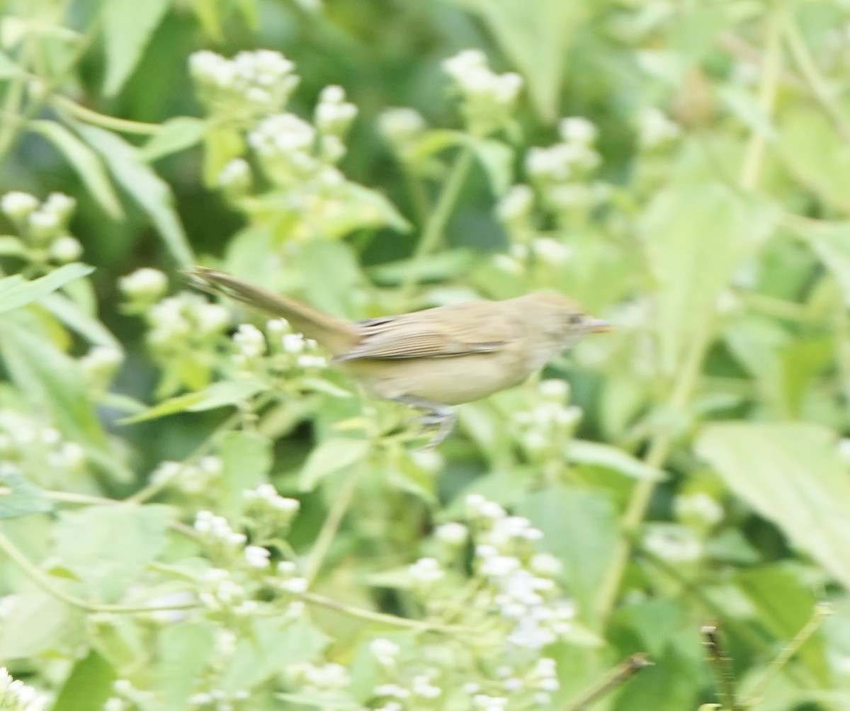 Thick-billed Warbler - ML627802515