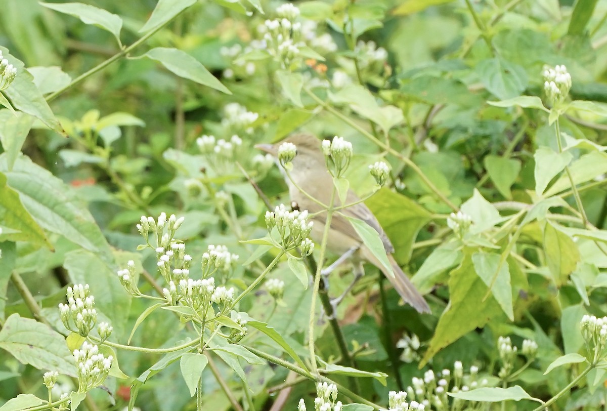 Thick-billed Warbler - ML627802516