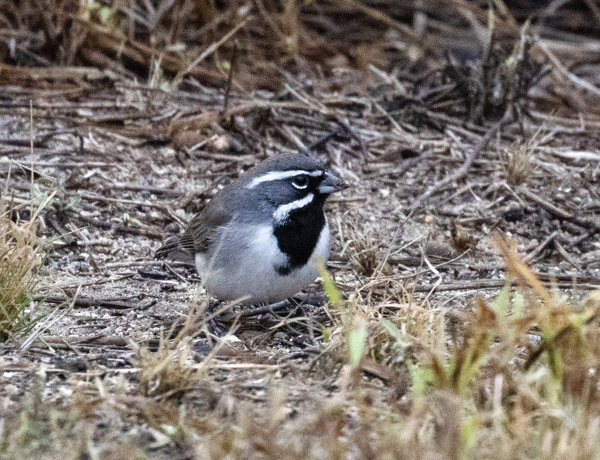 Black-throated Sparrow - ML627802519