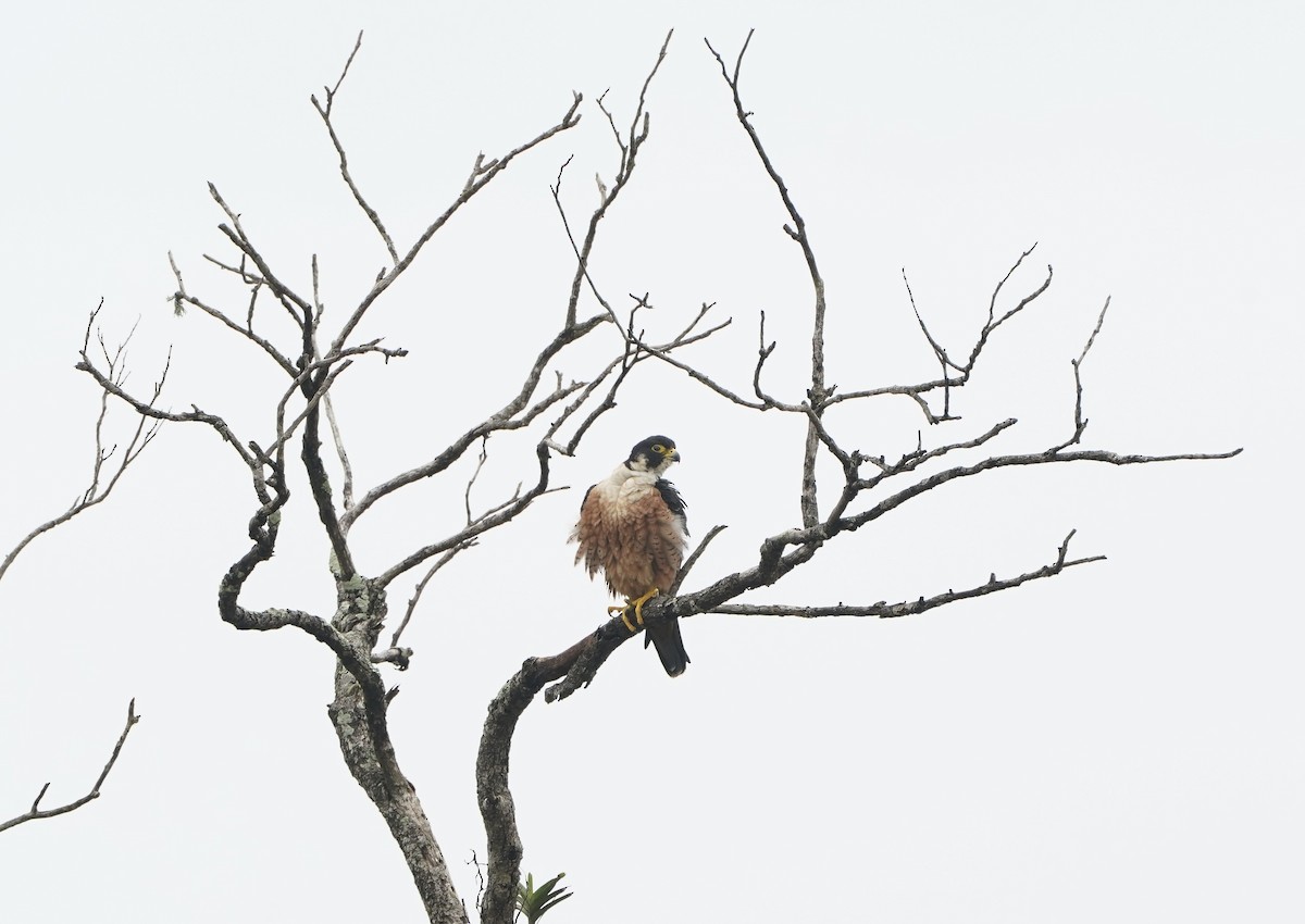 Peregrine Falcon - ML627802526