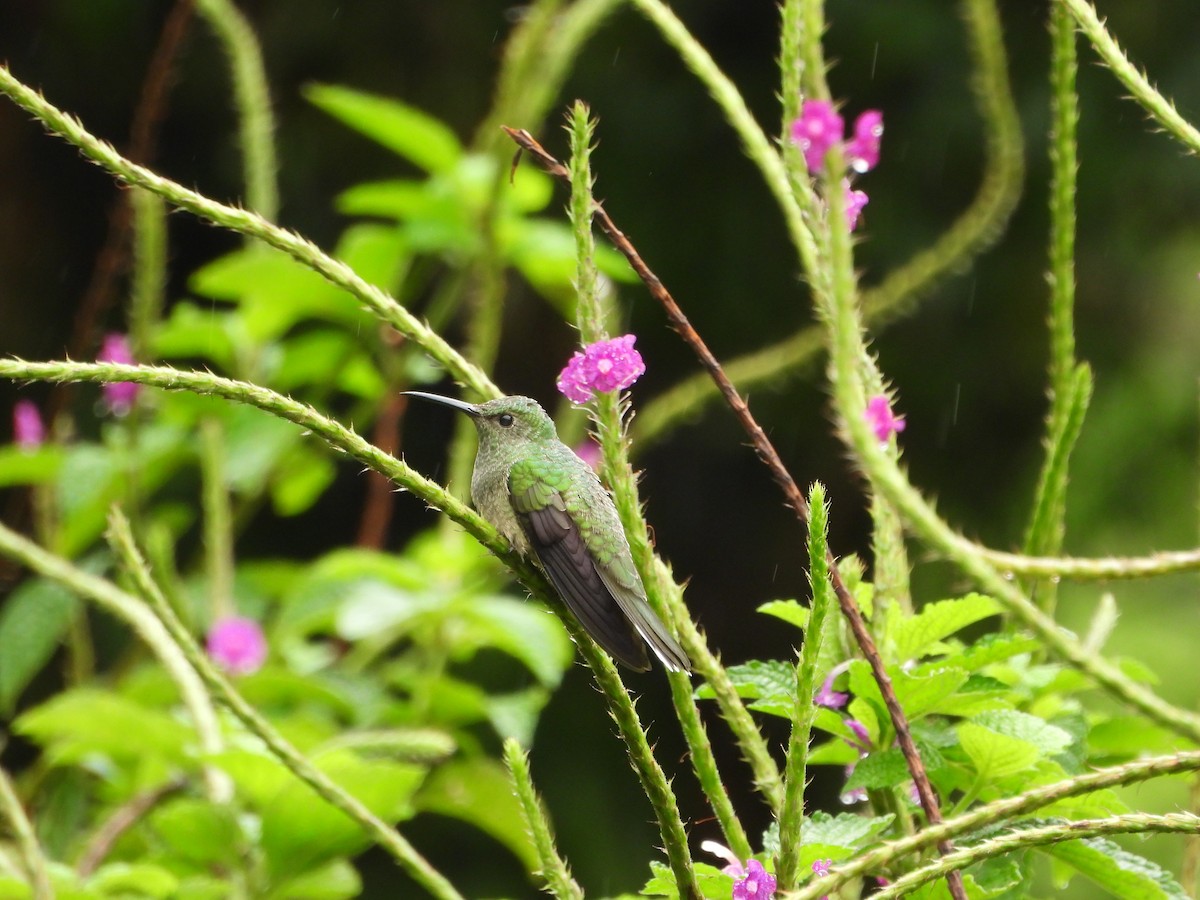 Colibrí de Cuvier - ML627802534