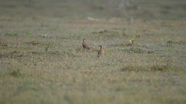 Indian Courser - ML627802642