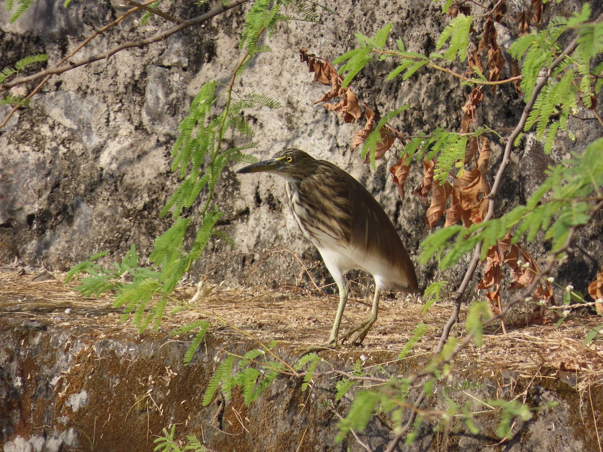 mangrovehegre - ML627802643