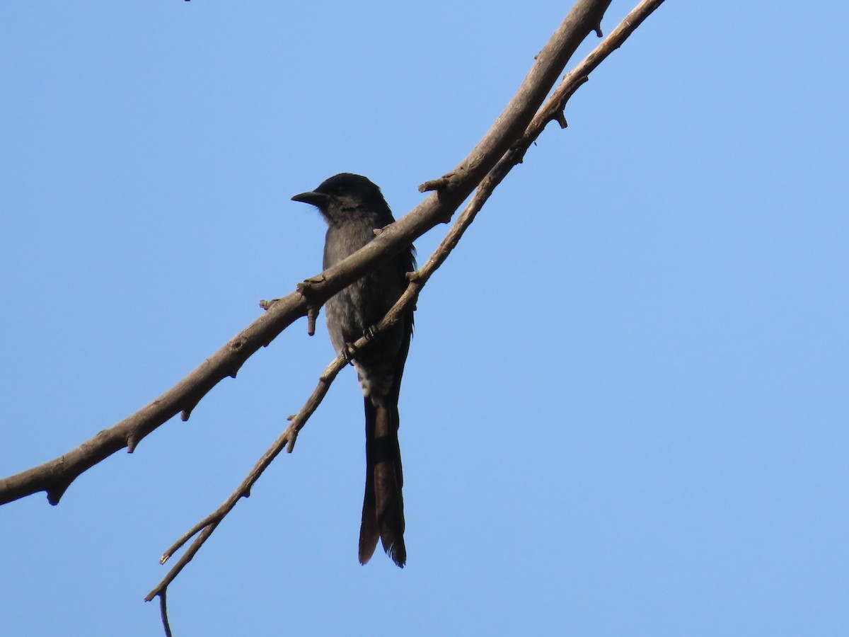 Ashy Drongo - ML627802667