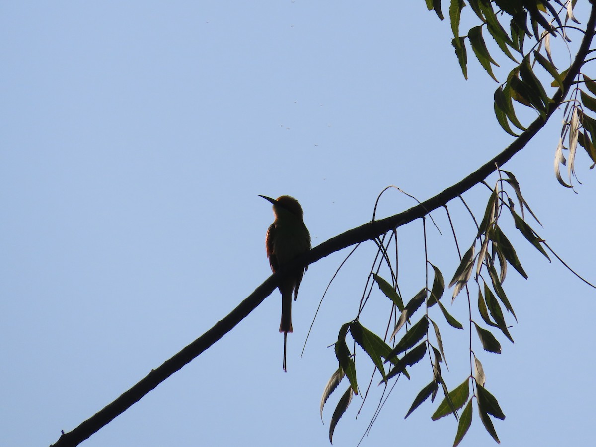 Asian Green Bee-eater - ML627802669