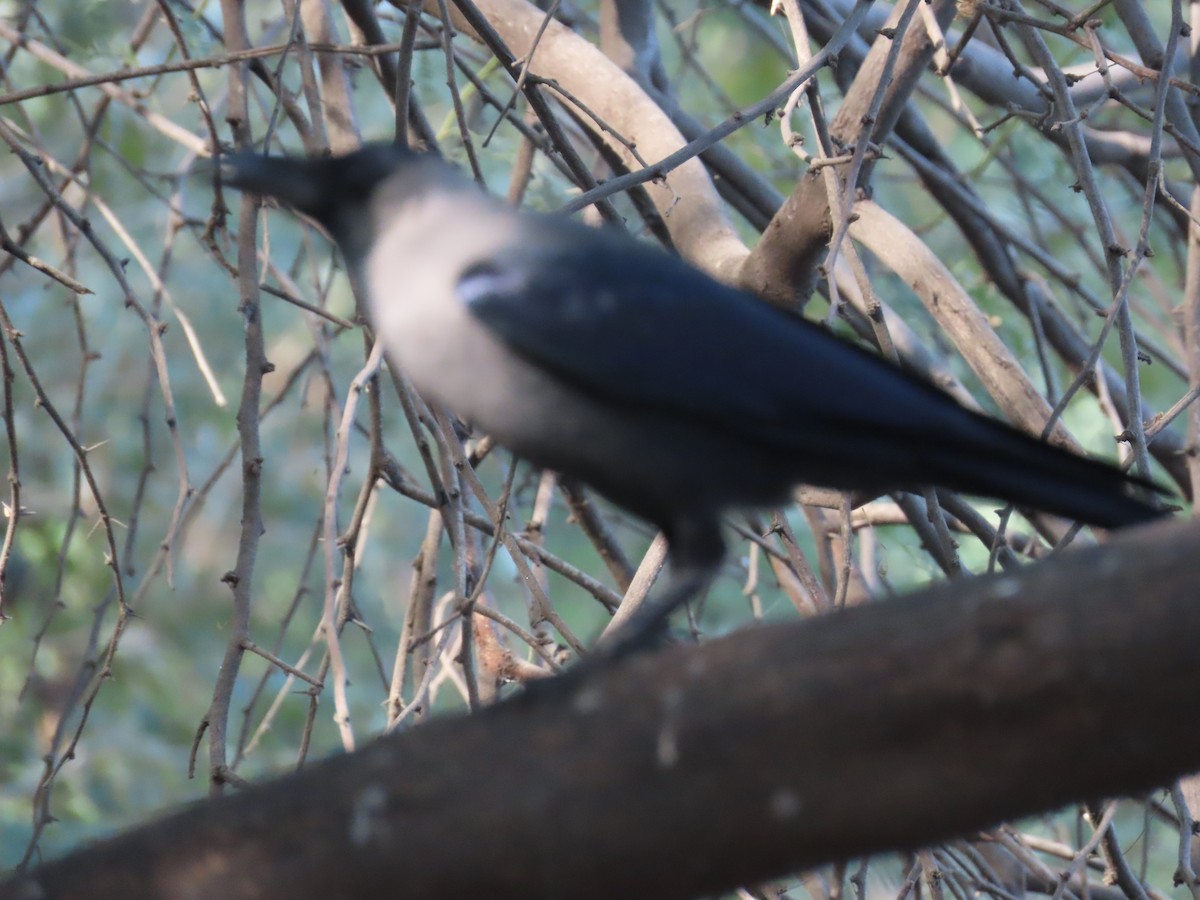 House Crow - ML627802677