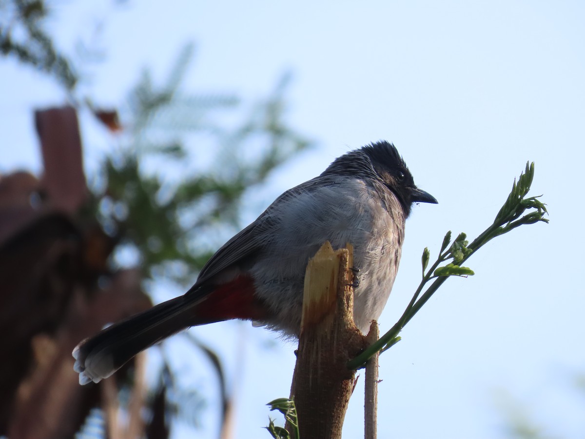 Red-vented Bulbul - ML627802684