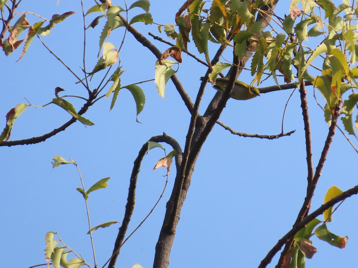 Indian White-eye - ML627802688