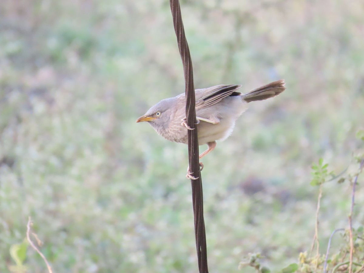 Jungle Babbler - ML627802695