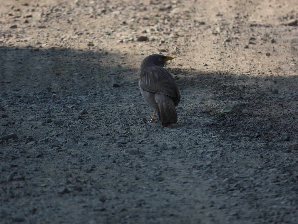 Jungle Babbler - ML627802696