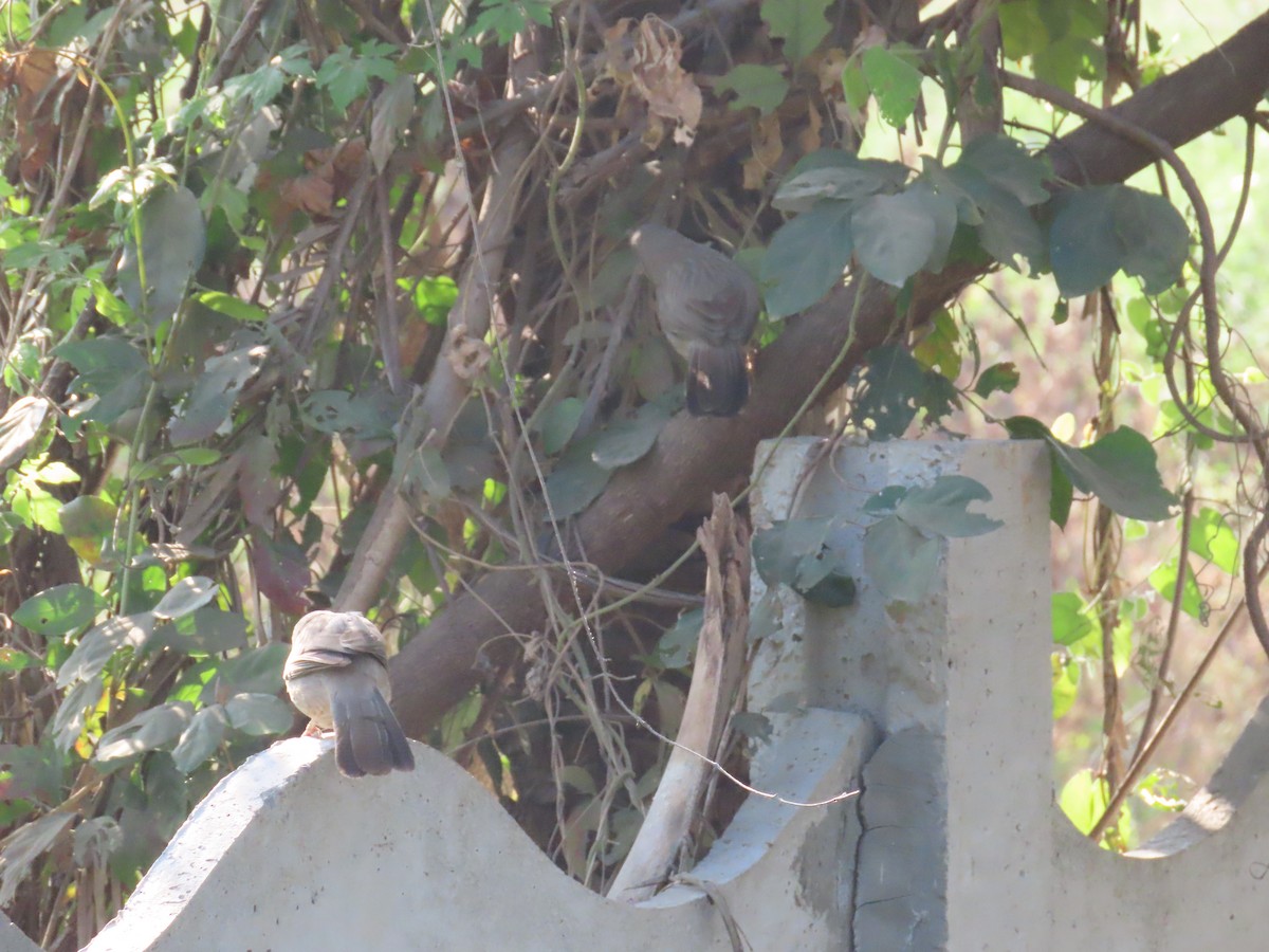 Jungle Babbler - ML627802697