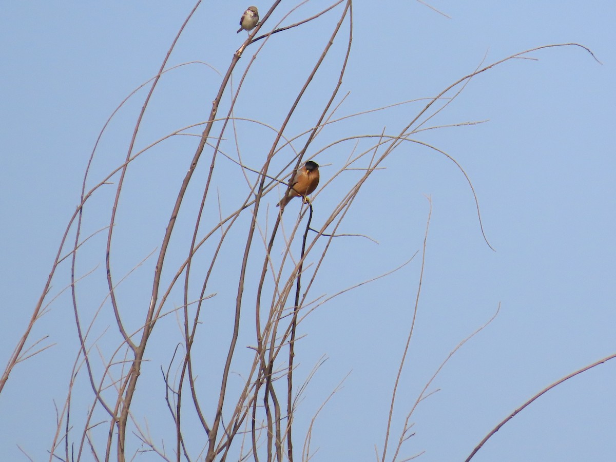 Brahminy Starling - ML627802699