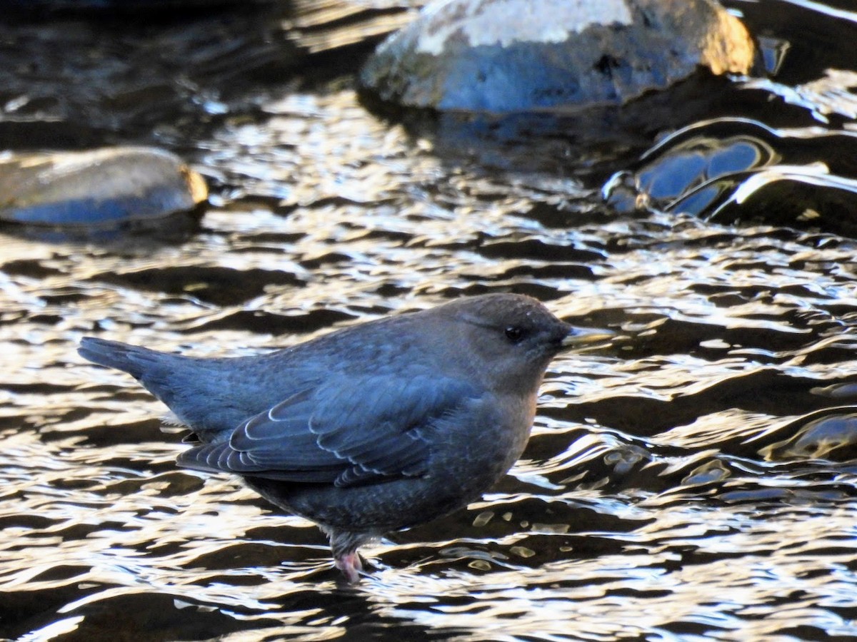 American Dipper - ML627802704