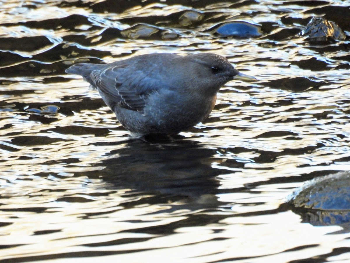 American Dipper - ML627802706