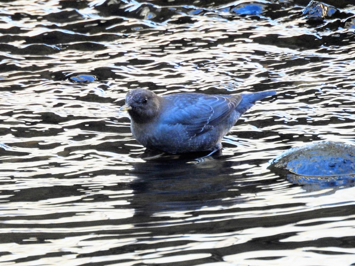 American Dipper - ML627802710