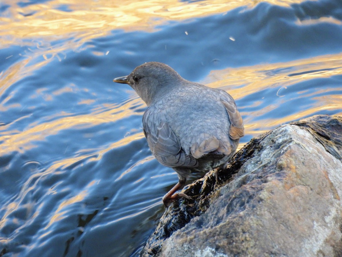 American Dipper - ML627802714