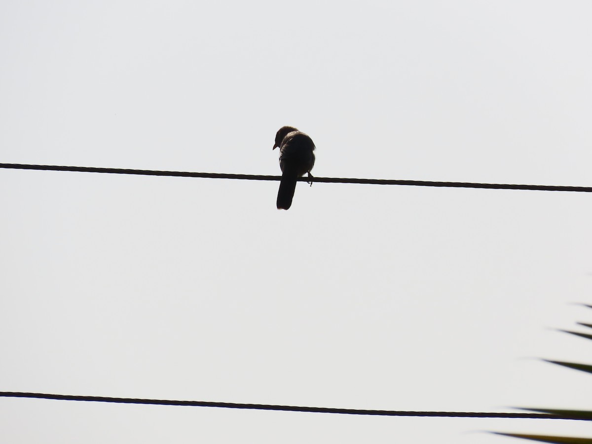 Jungle Babbler - ML627802715