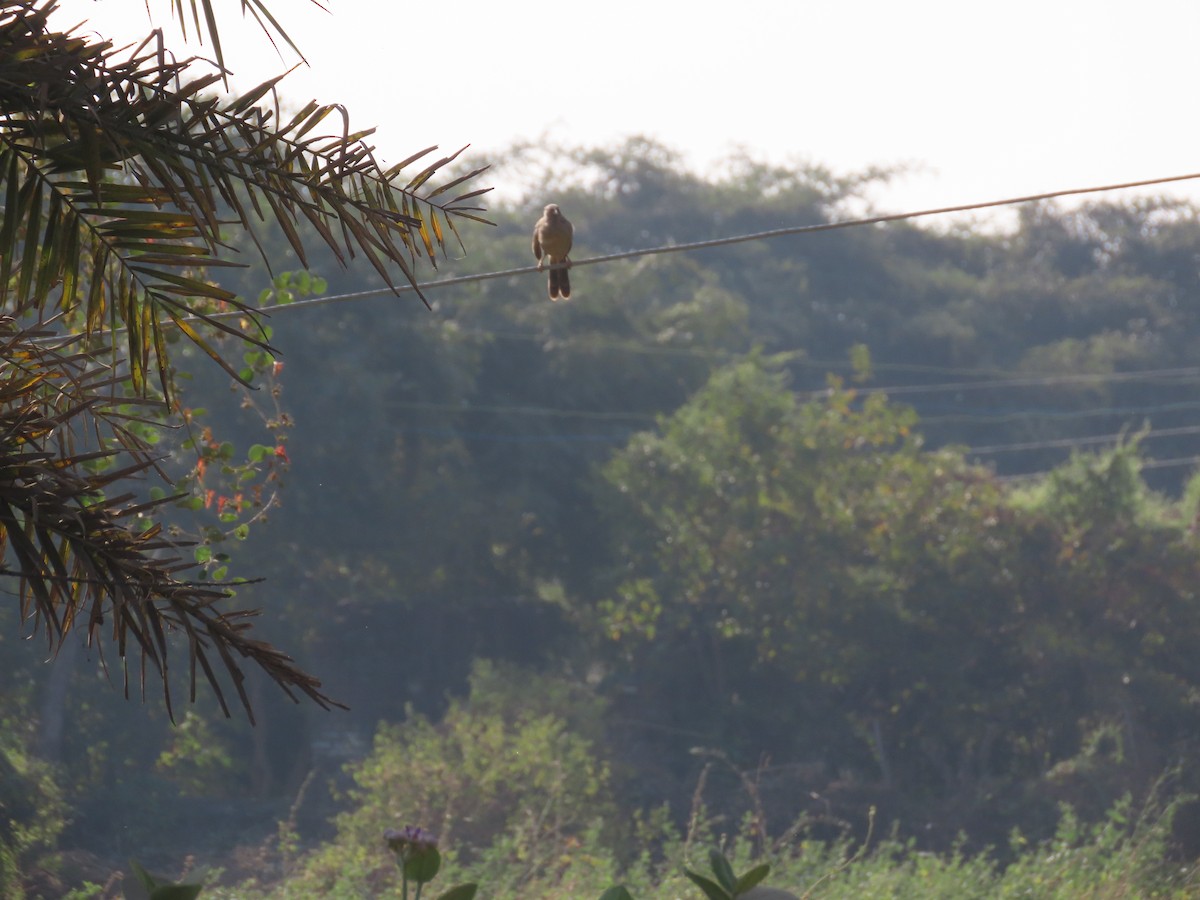 Jungle Babbler - ML627802716