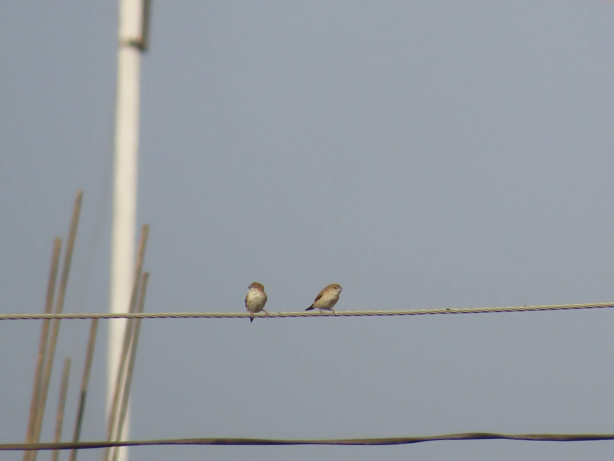 Indian Silverbill - ML627802724