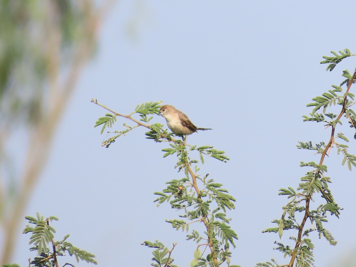 Indian Silverbill - ML627802725