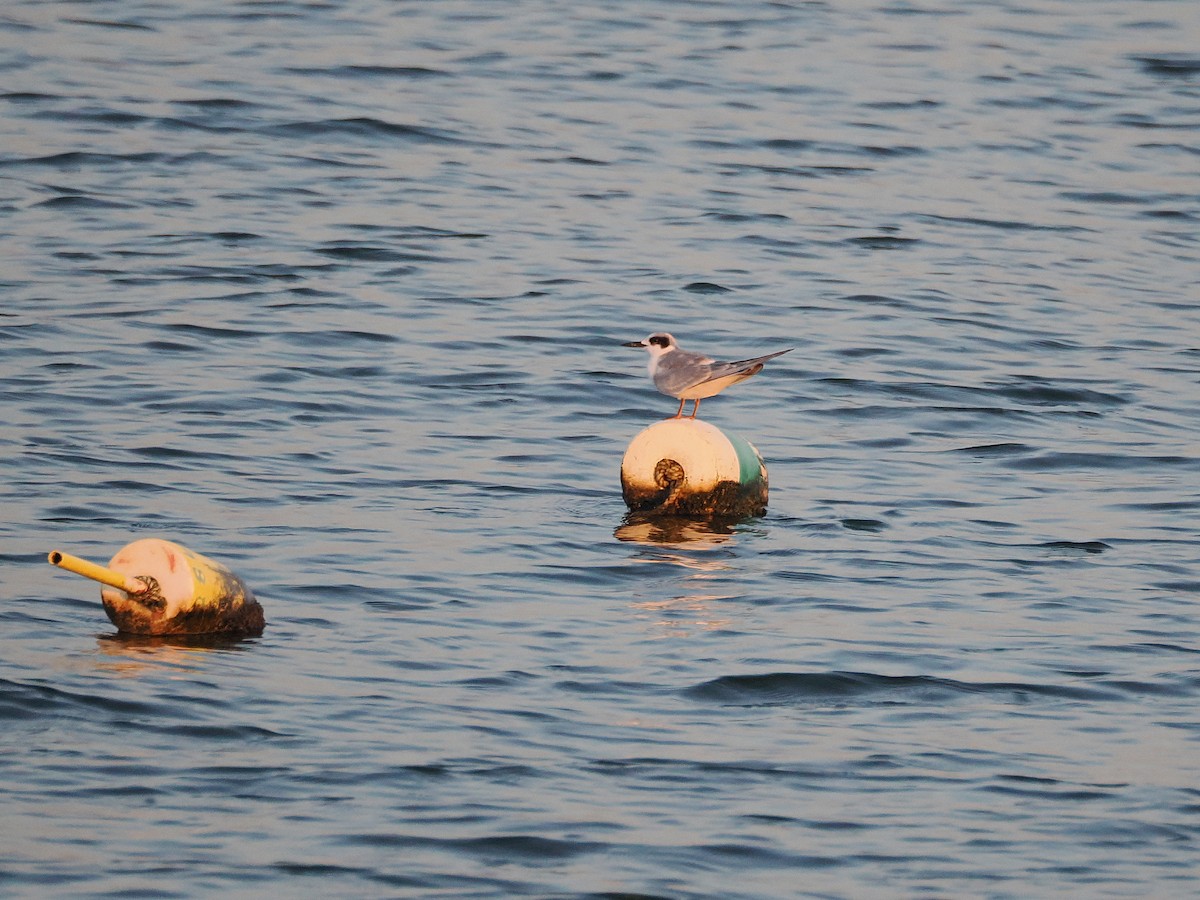 Forster's Tern - ML627802742