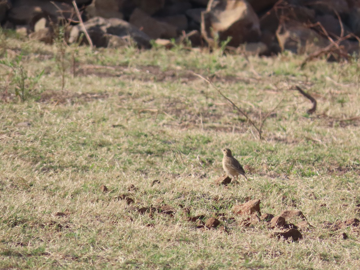 Tree Pipit - ML627802744