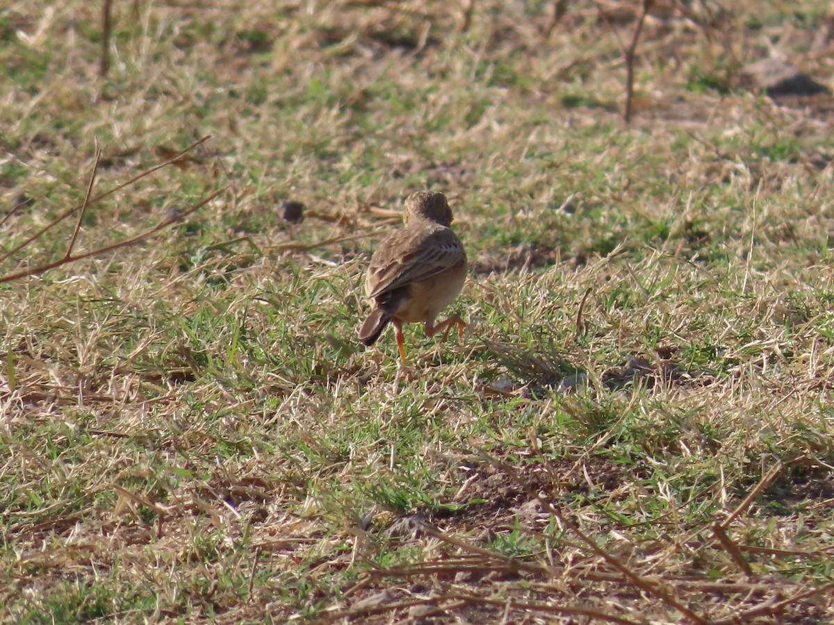 Tree Pipit - ML627802751