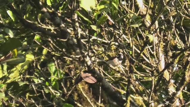 Red-tailed Vanga - ML627802757