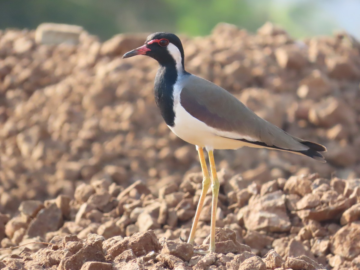 Red-wattled Lapwing - ML627802761