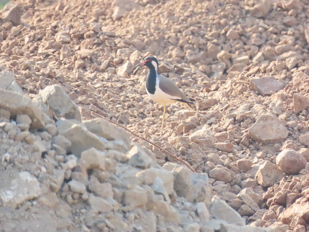 Red-wattled Lapwing - ML627802762