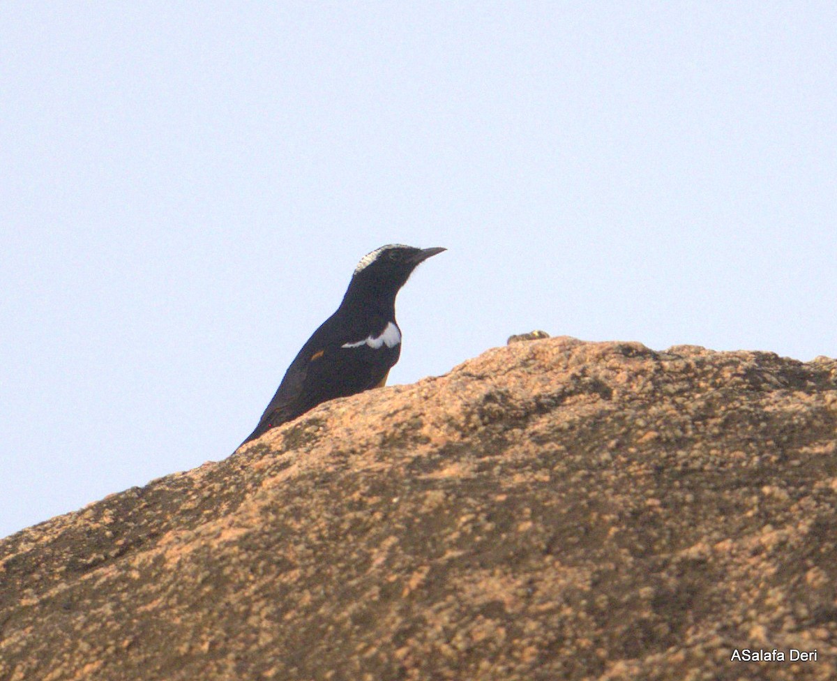 Mocking Cliff-Chat - ML627802765
